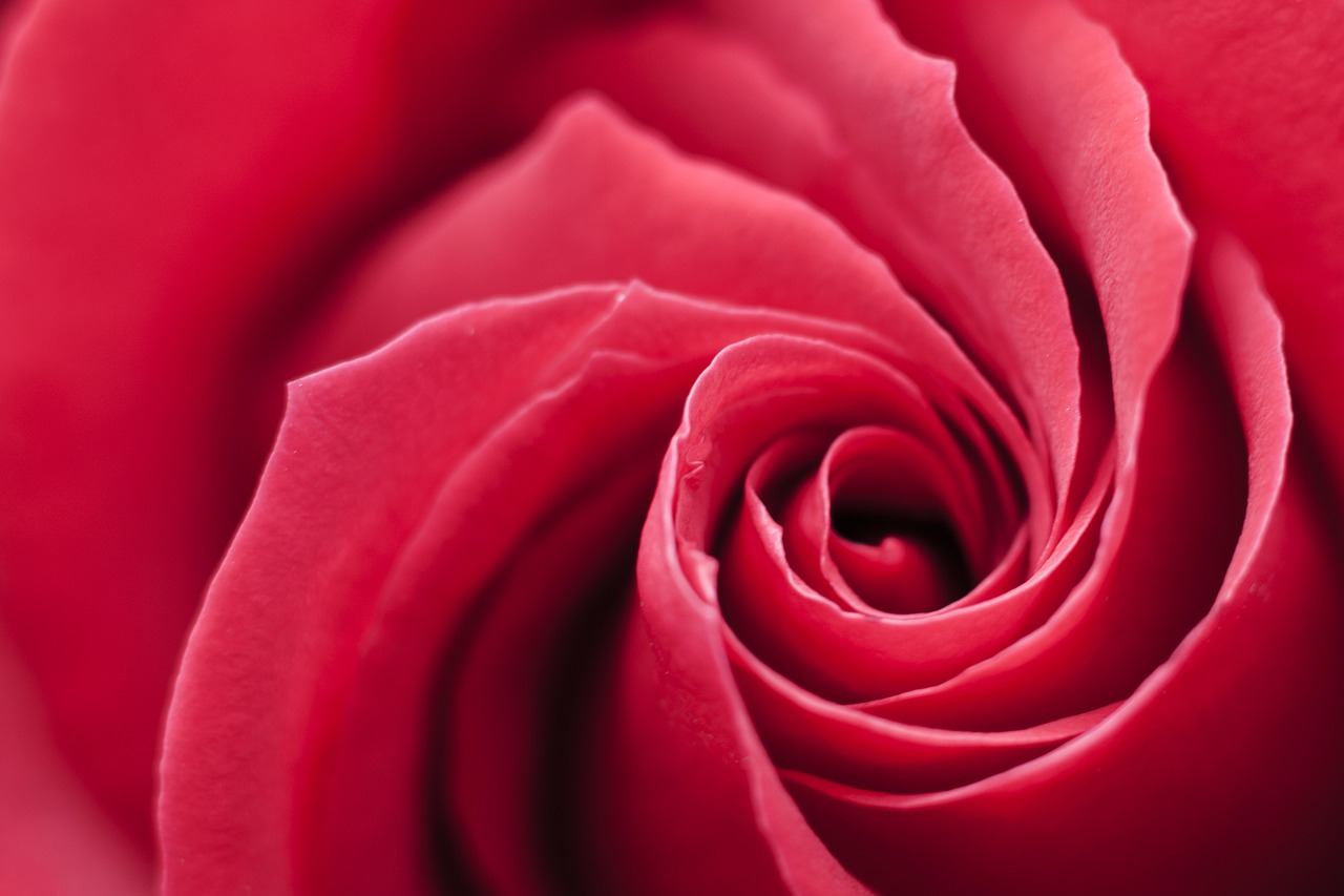 rose red swirl free photo