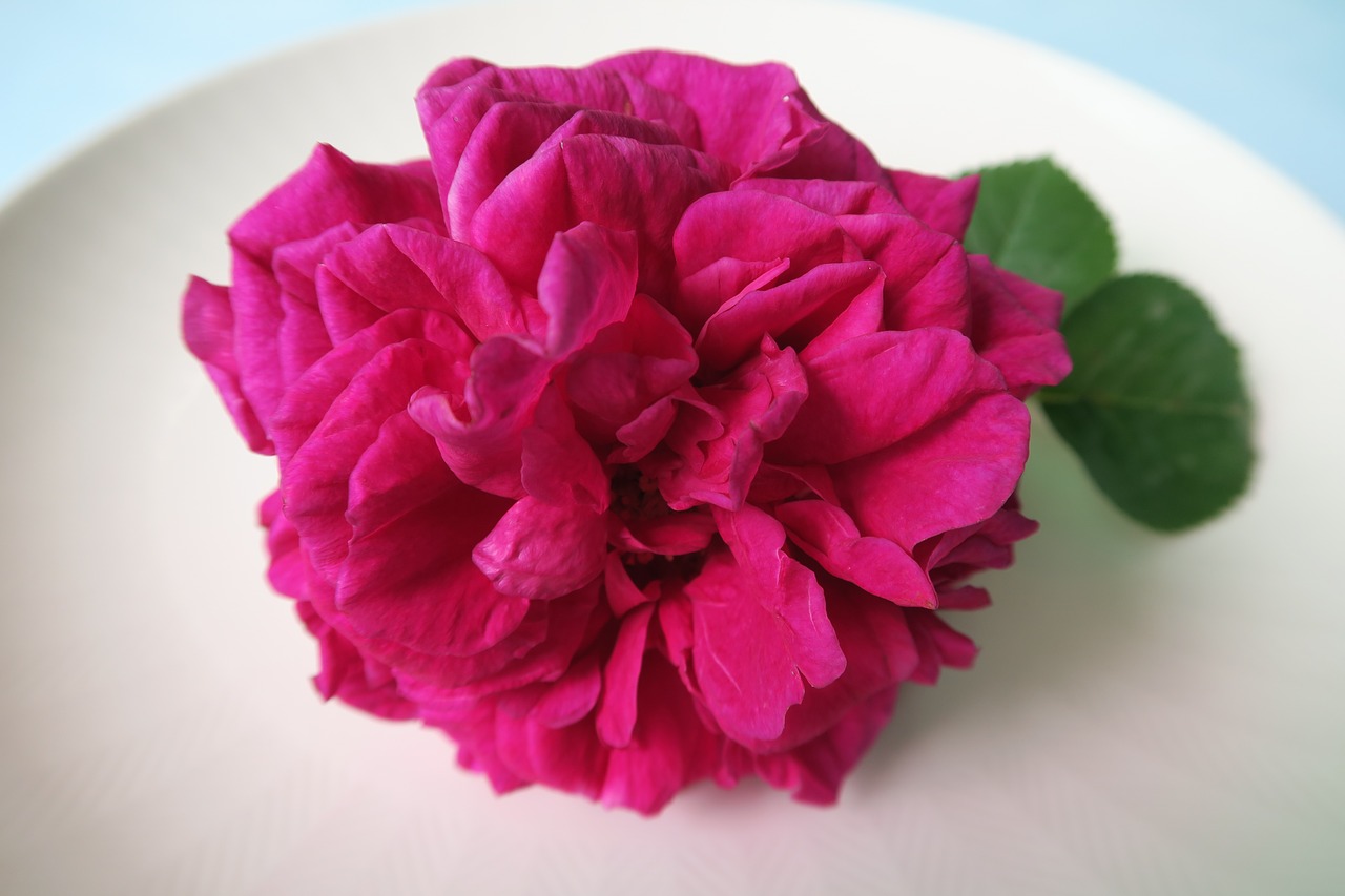 rose petal free pictures free photo