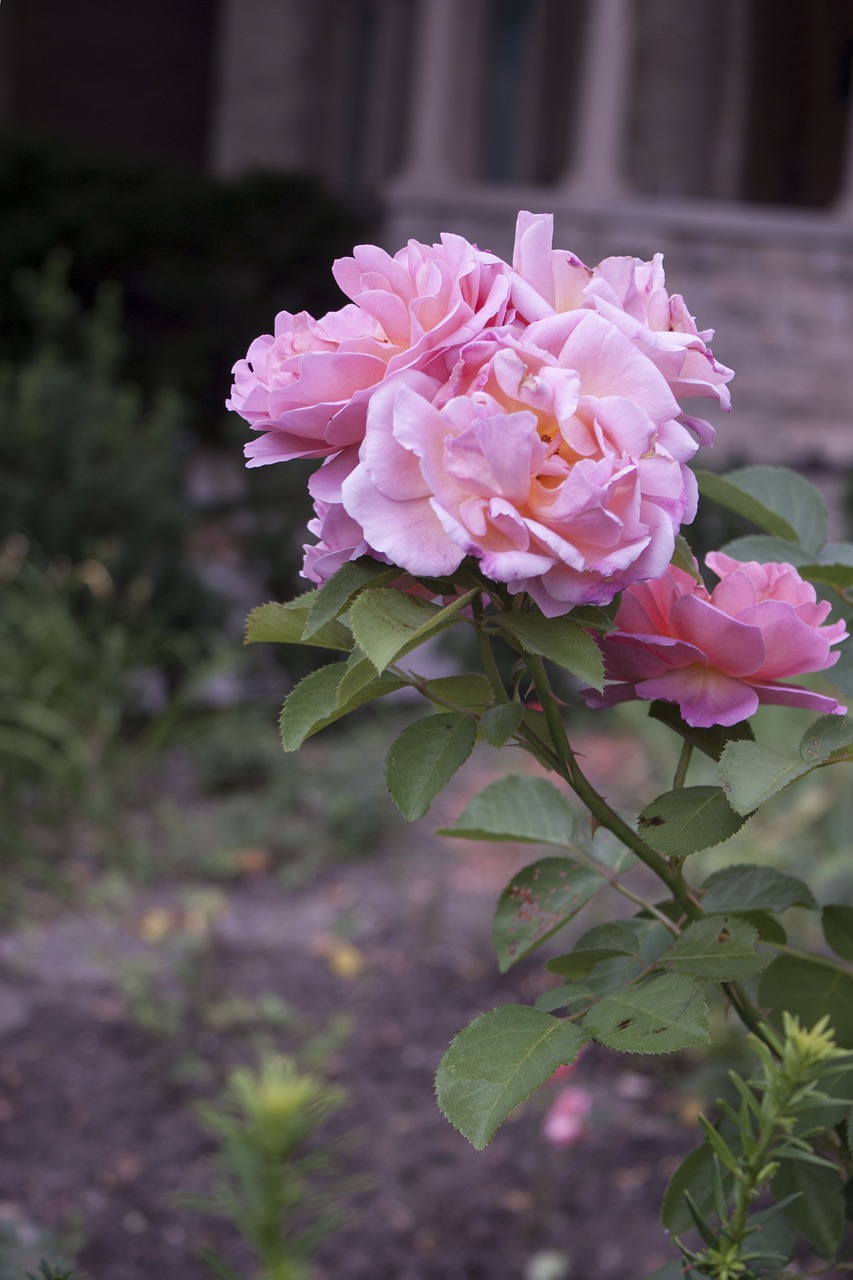 rose pink romance free photo