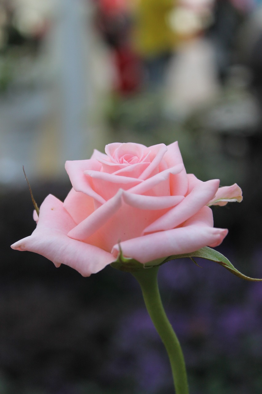 rose pink flower free photo