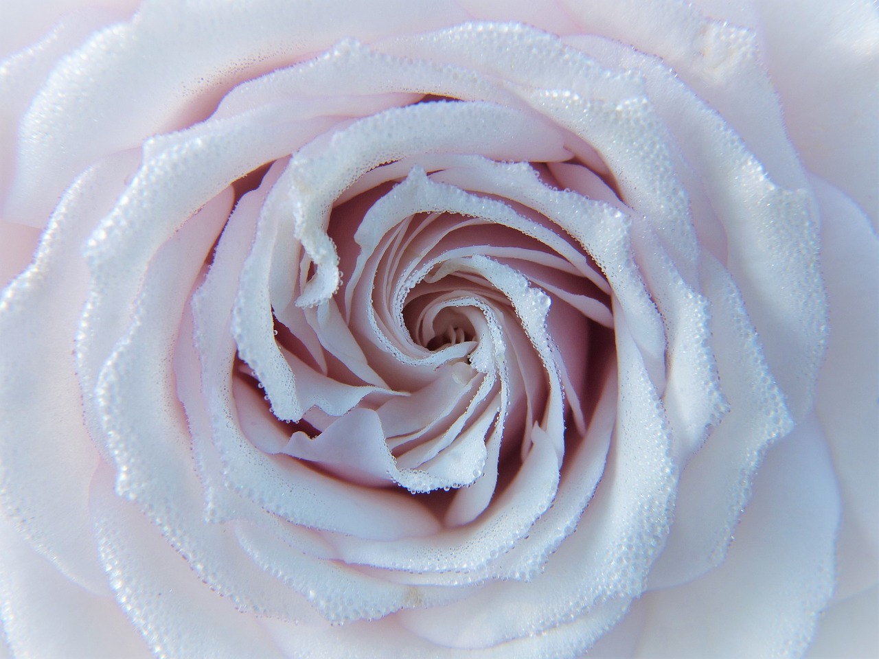 rose white pink free photo