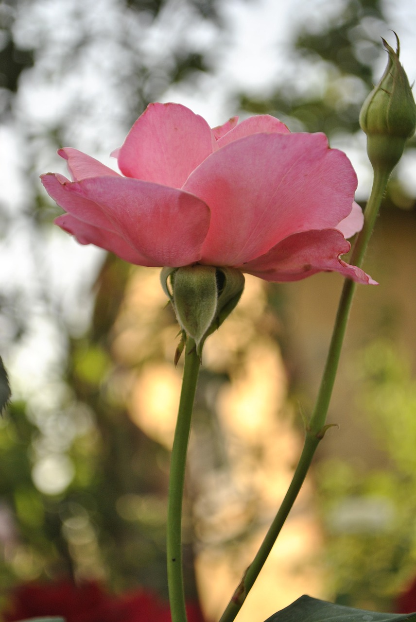 rose nature bud free photo