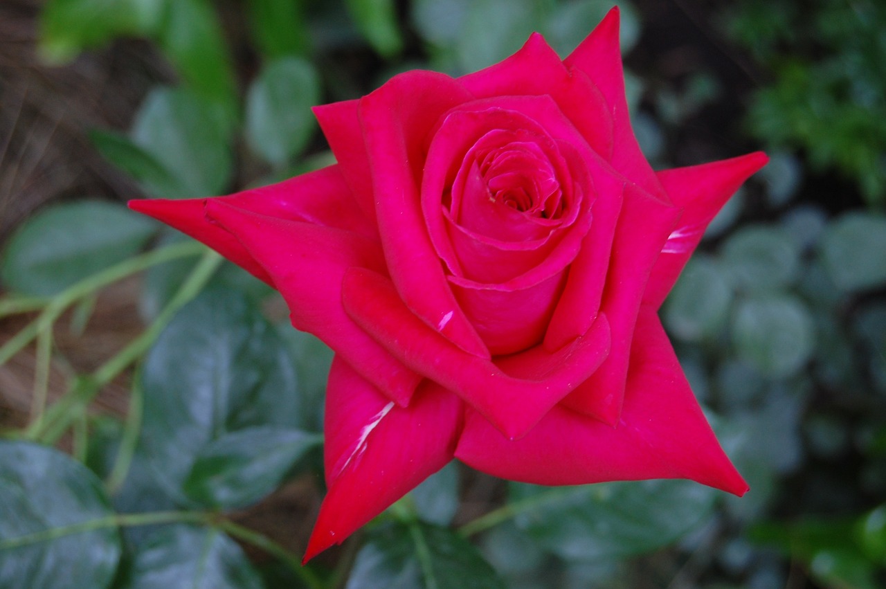 rose flower magenta free photo