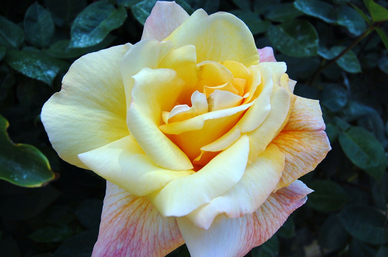 rose yellow flower free photo