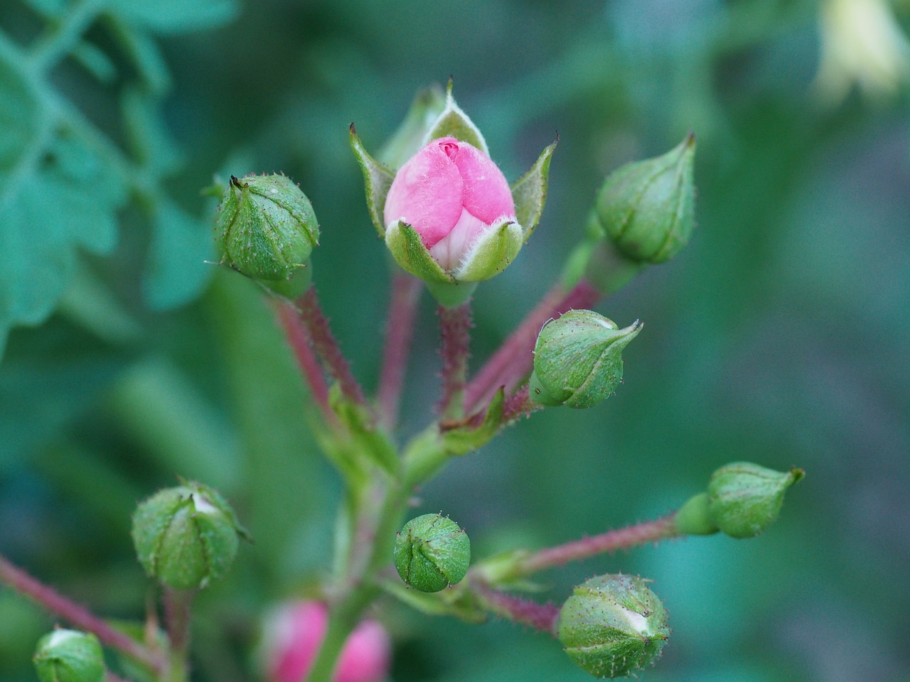 rose garden blossom free photo