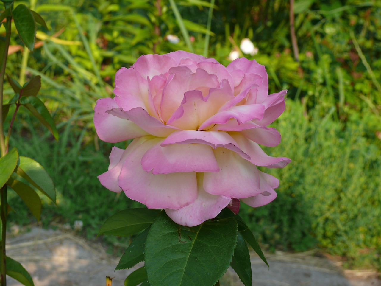 rose flower pink rose free photo