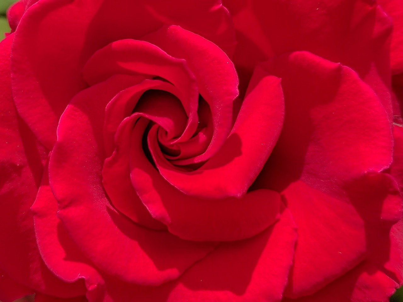 rose red blossom free photo