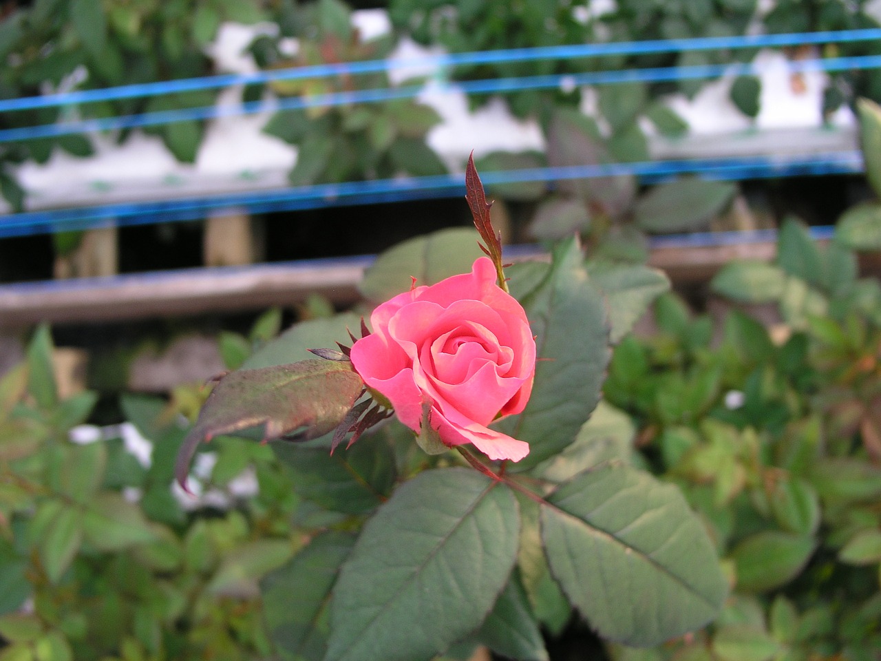 rose flower bloom free photo