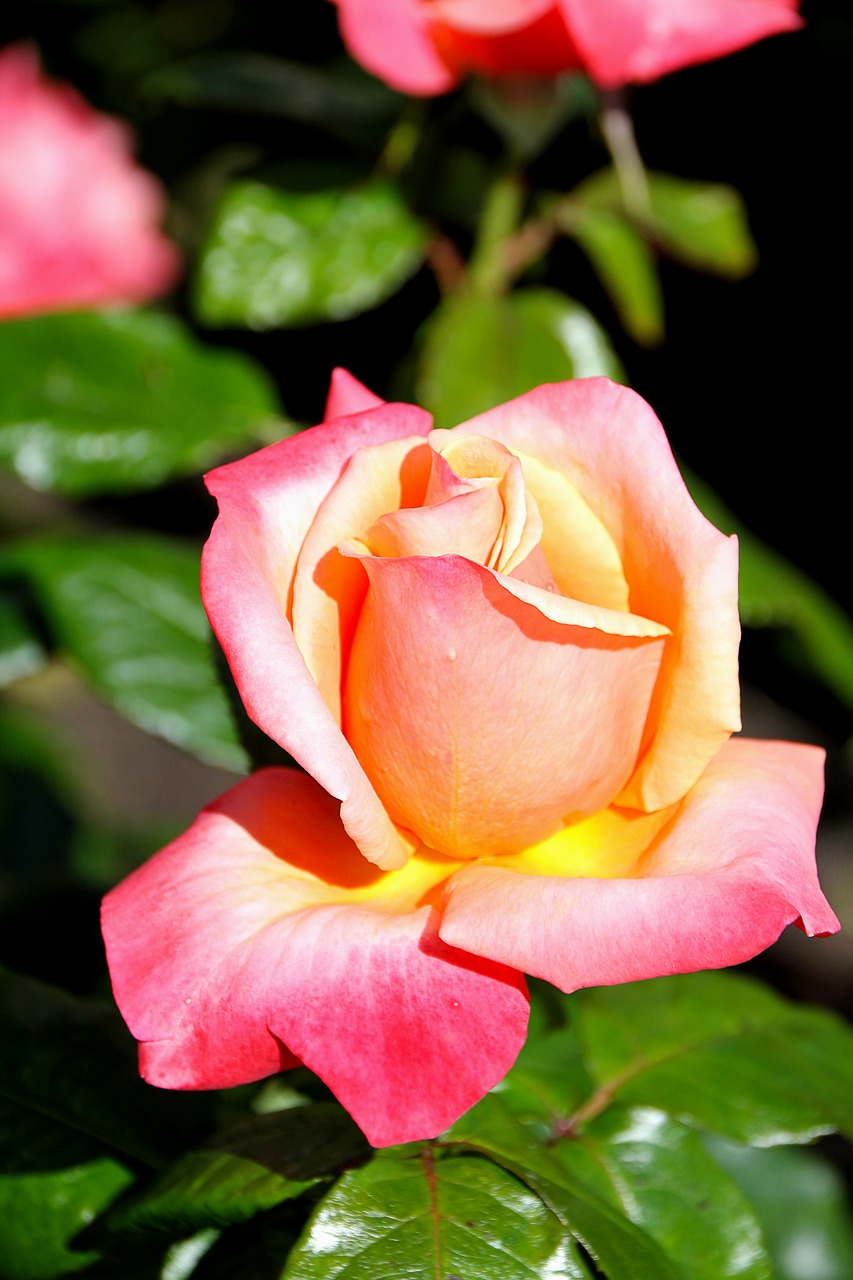 rose flower beautiful free photo