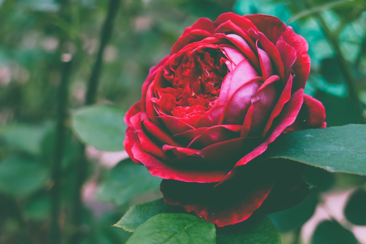 rose flower romantic free photo