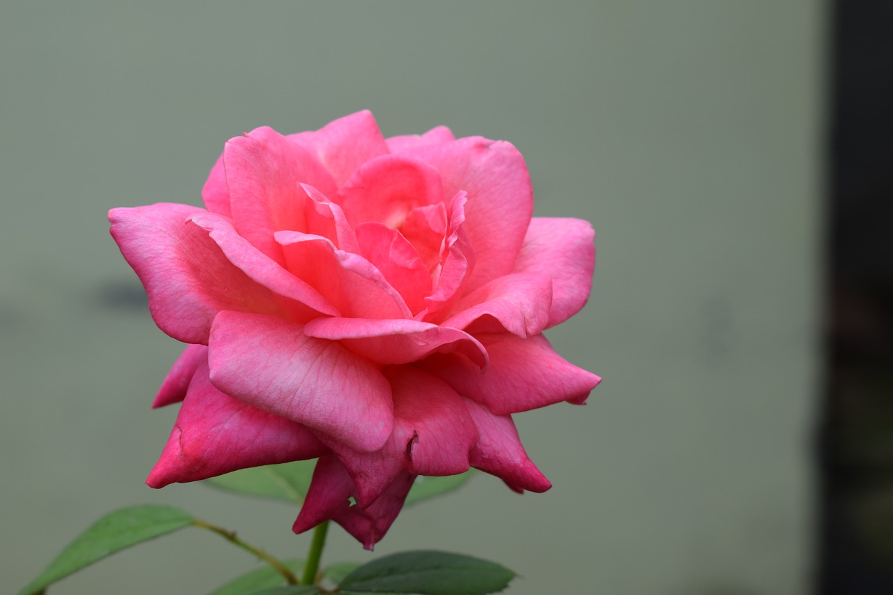 rose pink flower free photo