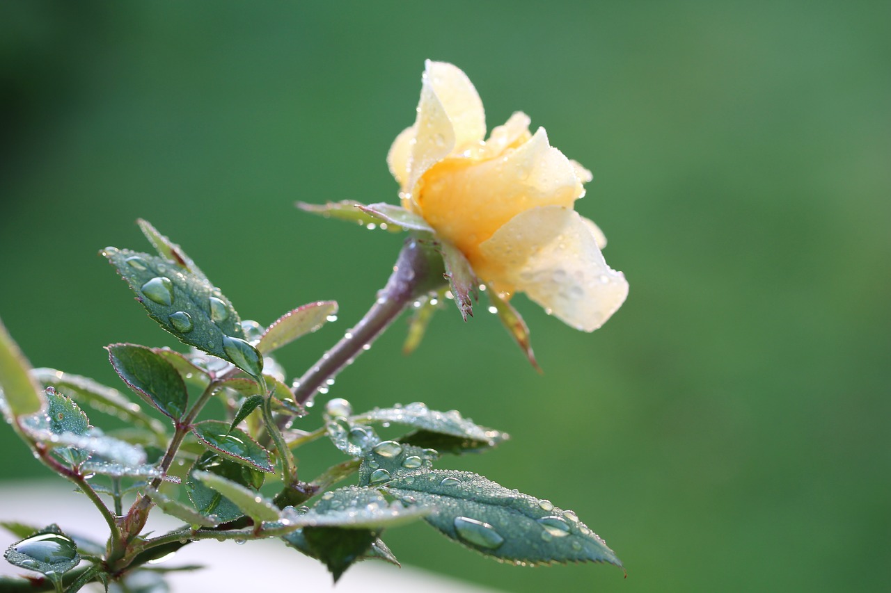 rose yellow roses garden rose free photo