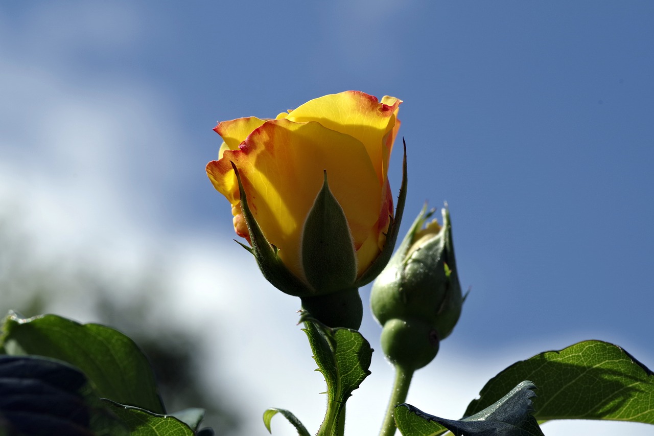 rose orange yellow free photo