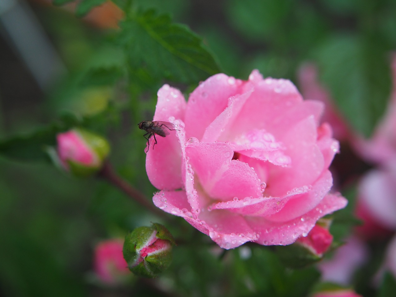 rose rose bloom blossom free photo