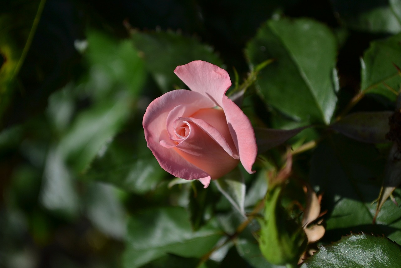 rose pink mary mackillop rose free photo