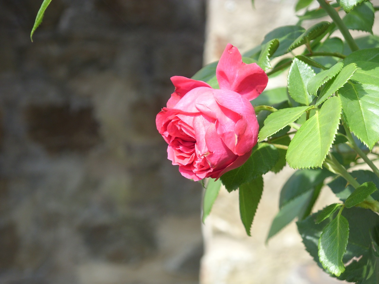 rose red red rose free photo