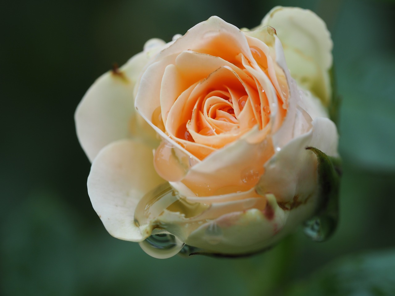 rose rain mourning free photo