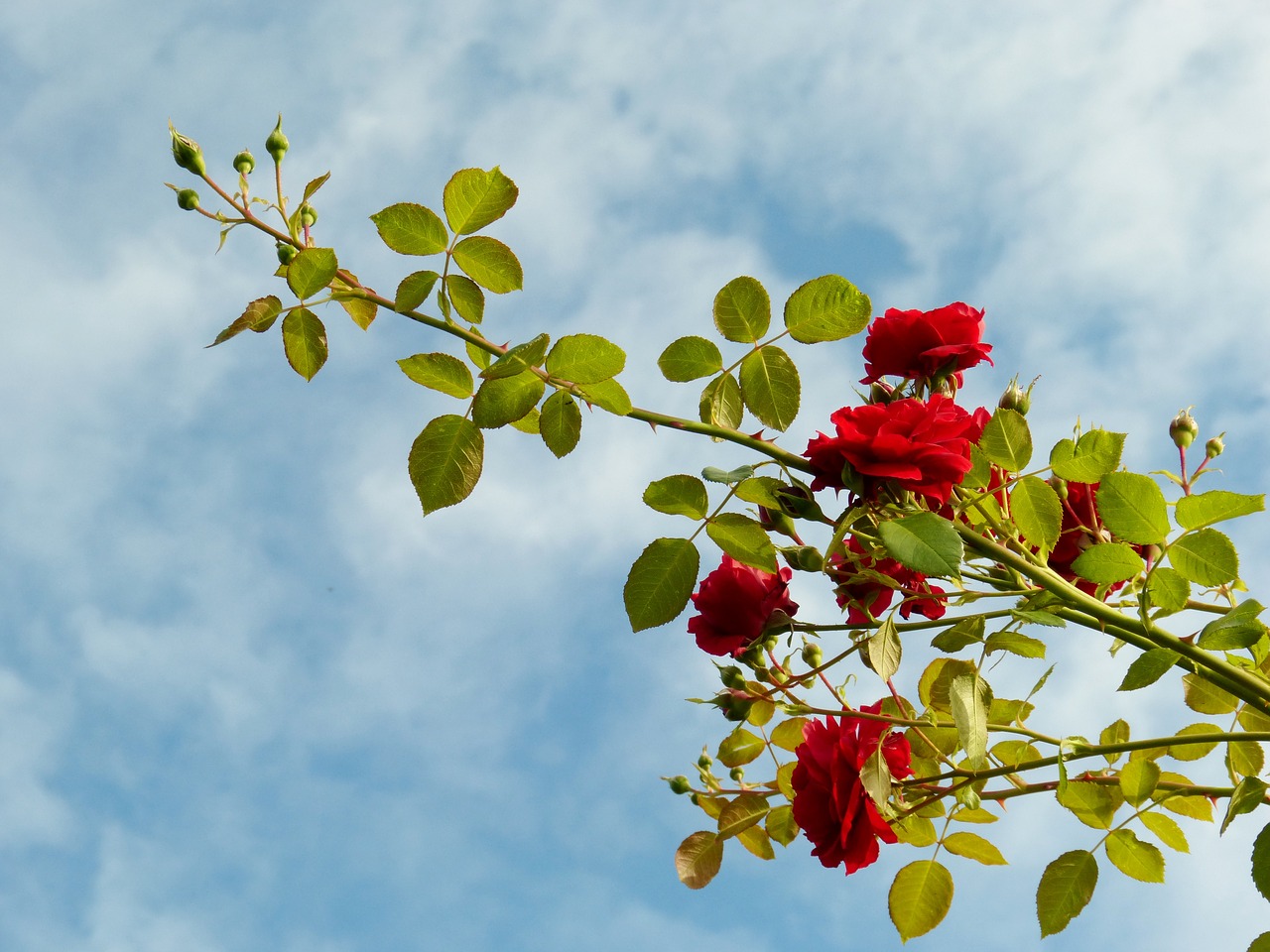 rose red nature free photo