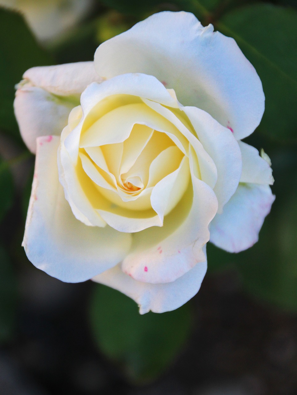 rose white blossom free photo