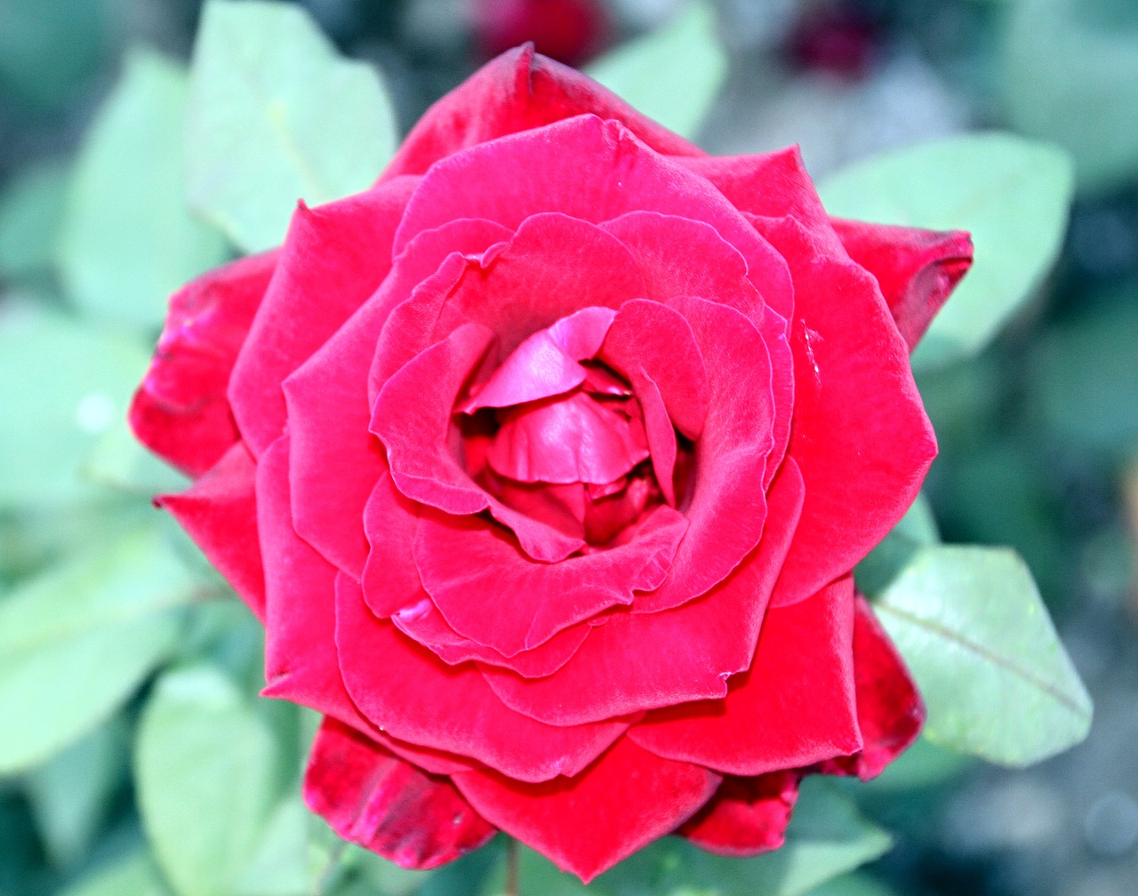 rose red blossom free photo