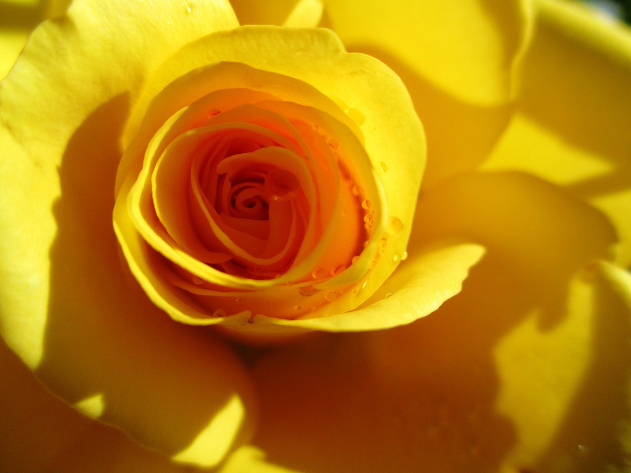 rose yellow flower free photo