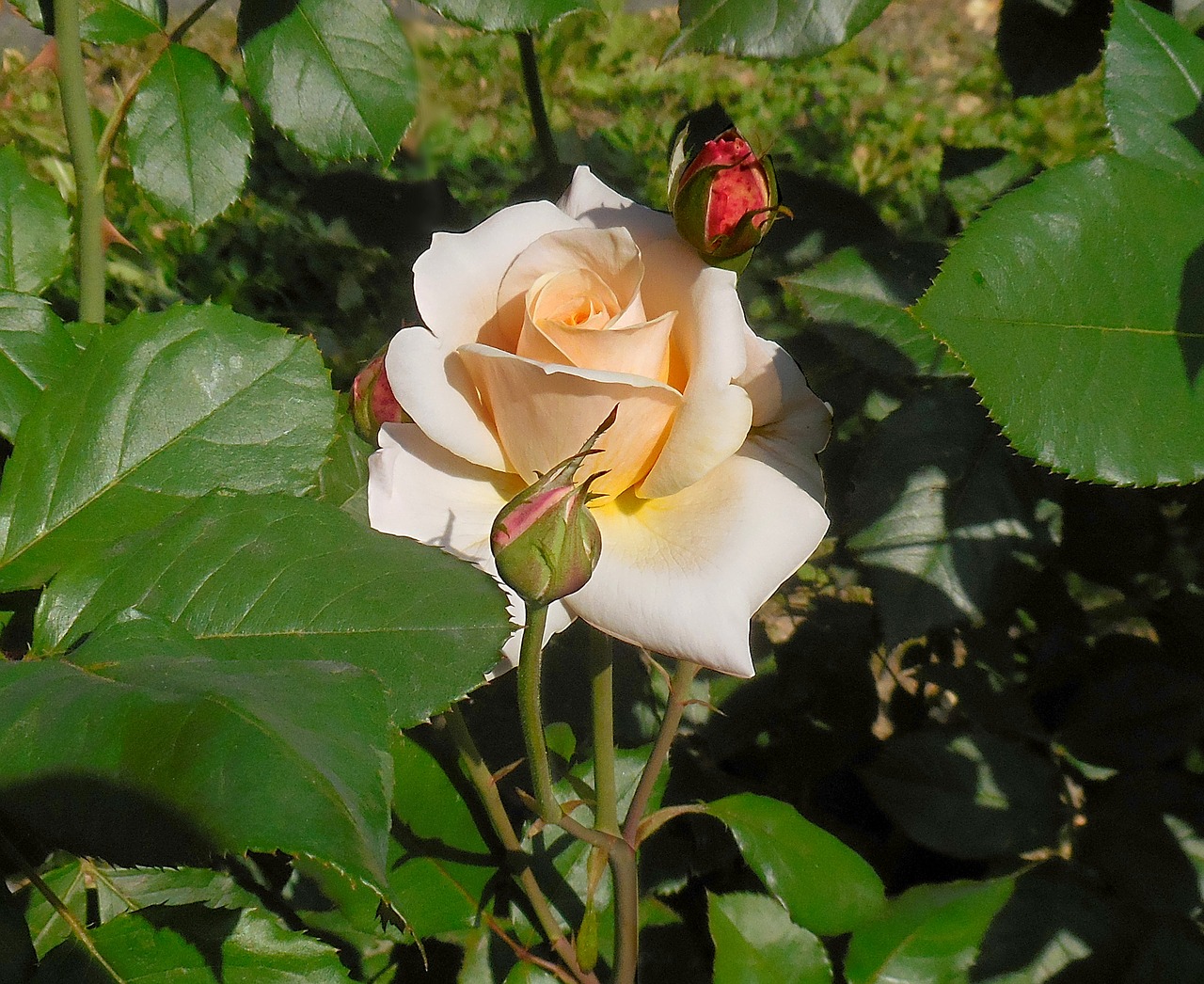 rose plants flower free photo