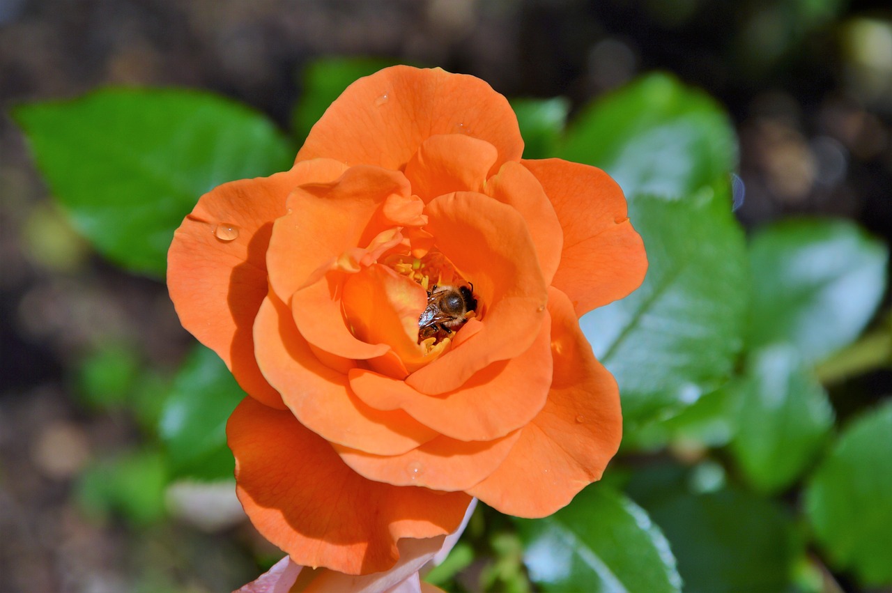 rose orange rose rose bloom free photo