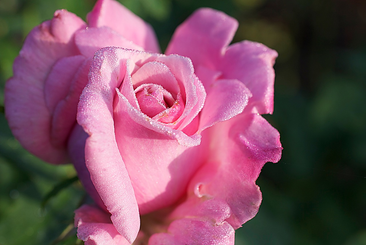 rose pink flower free photo