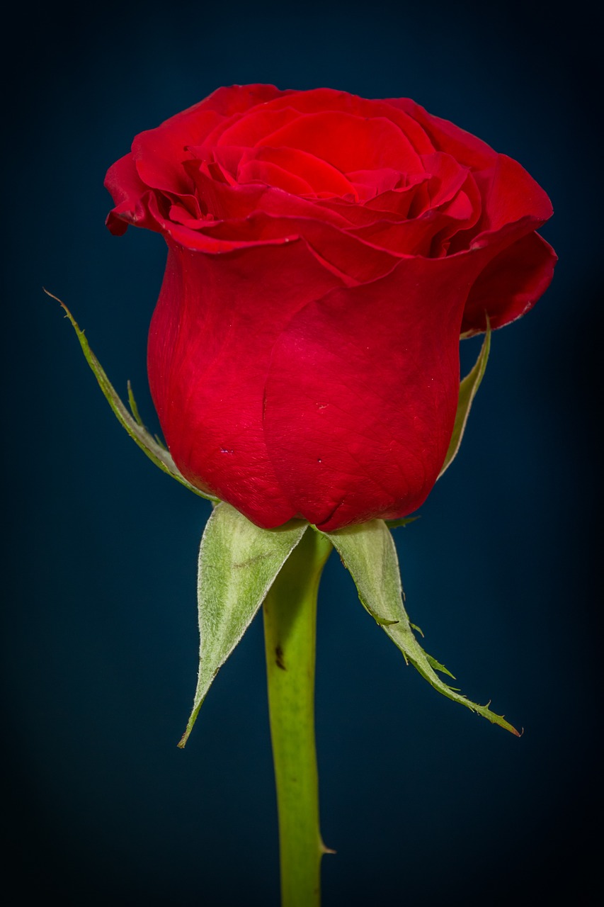 rose red rose red free photo