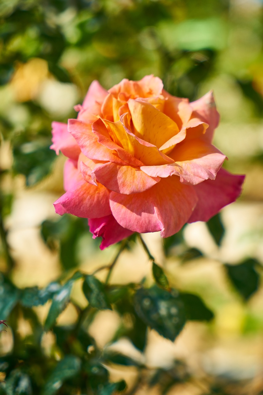 rose flower macro free photo