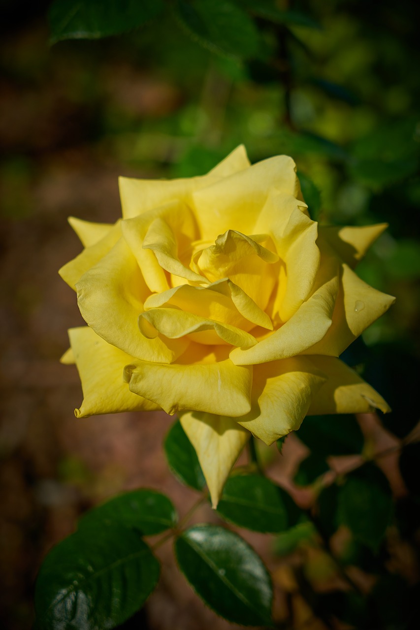 rose flower macro free photo