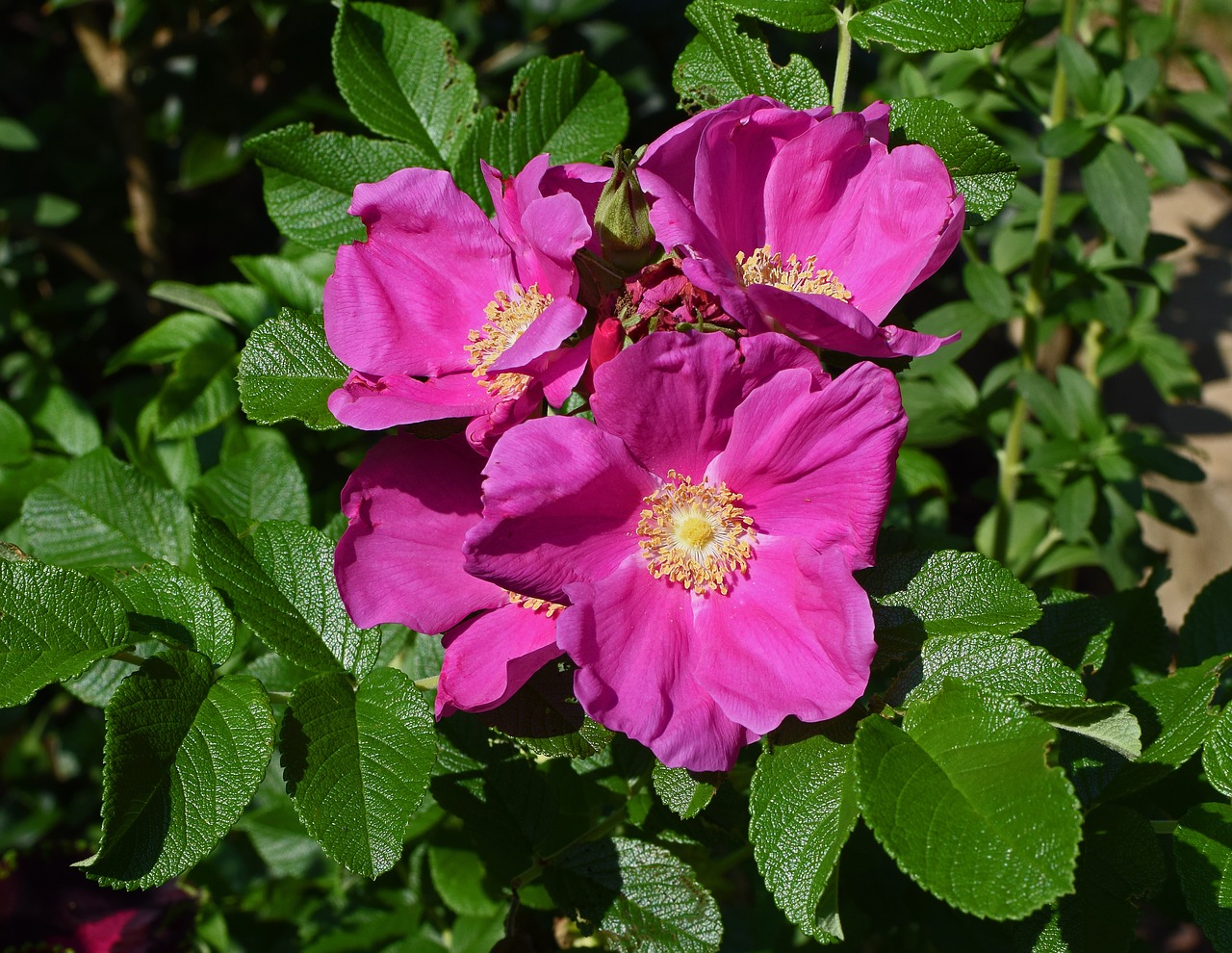 rose rugosa rose with buds bud free photo