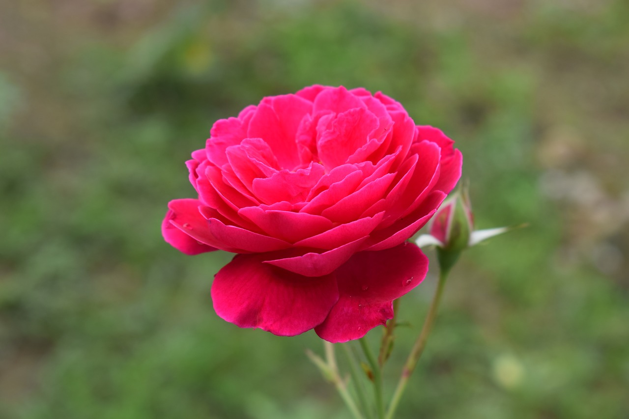 rose pink flower free photo