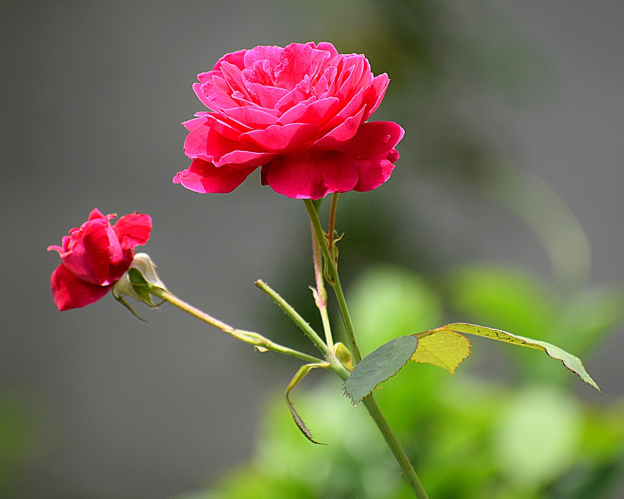 rose pink flower free photo