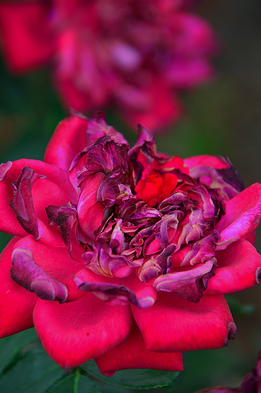 rose petal red free photo