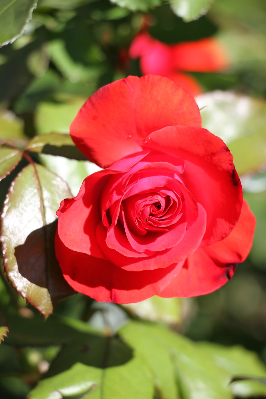 rose red red rose free photo