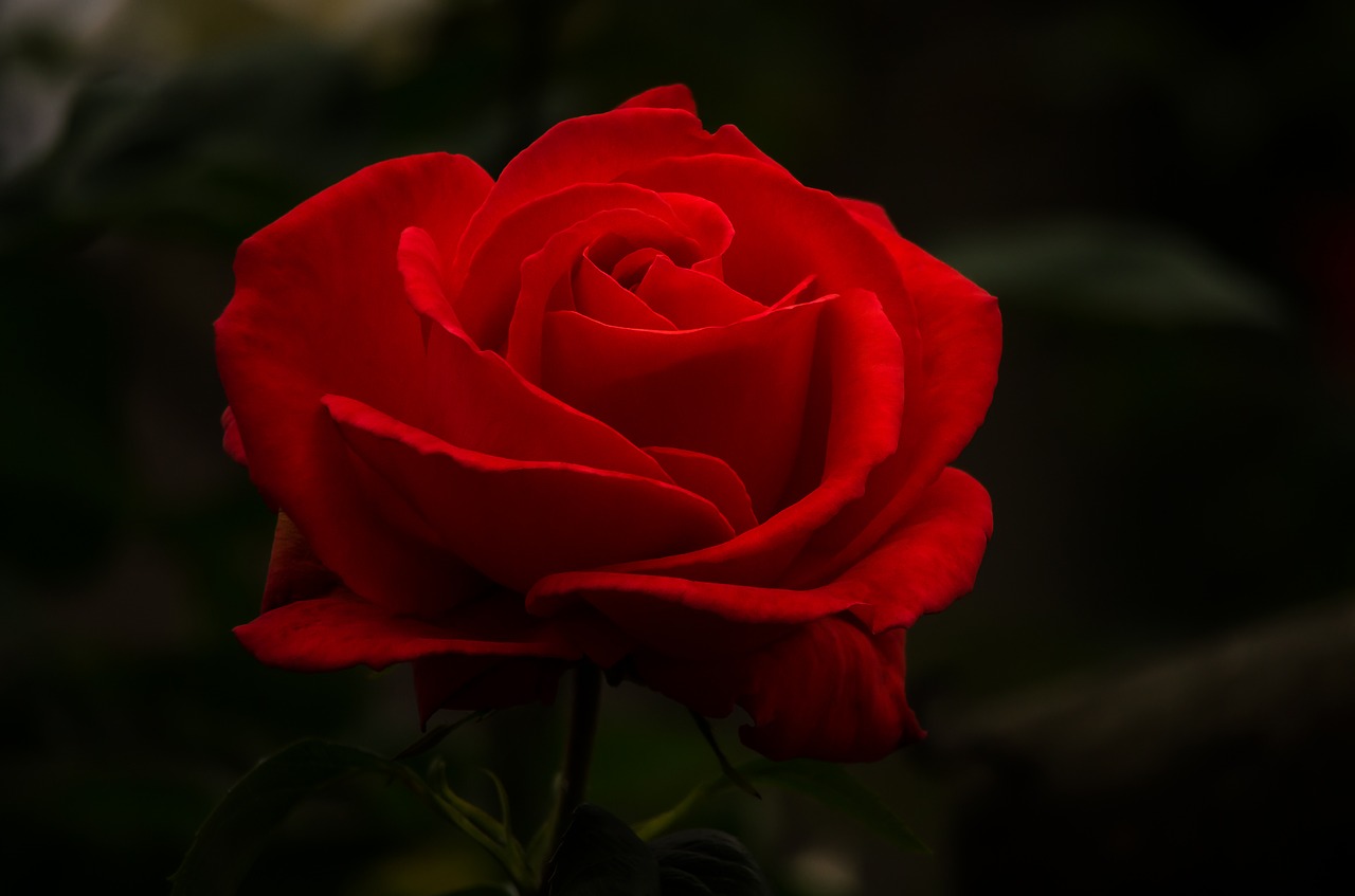 rose flower red free photo