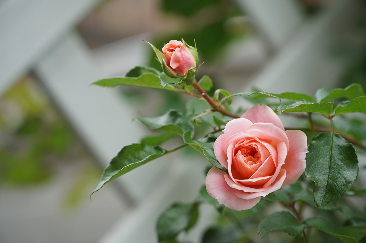 rose flower blossom free photo