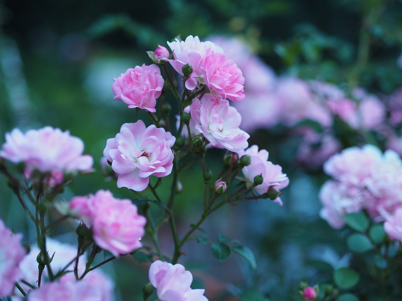 rose flower white free photo