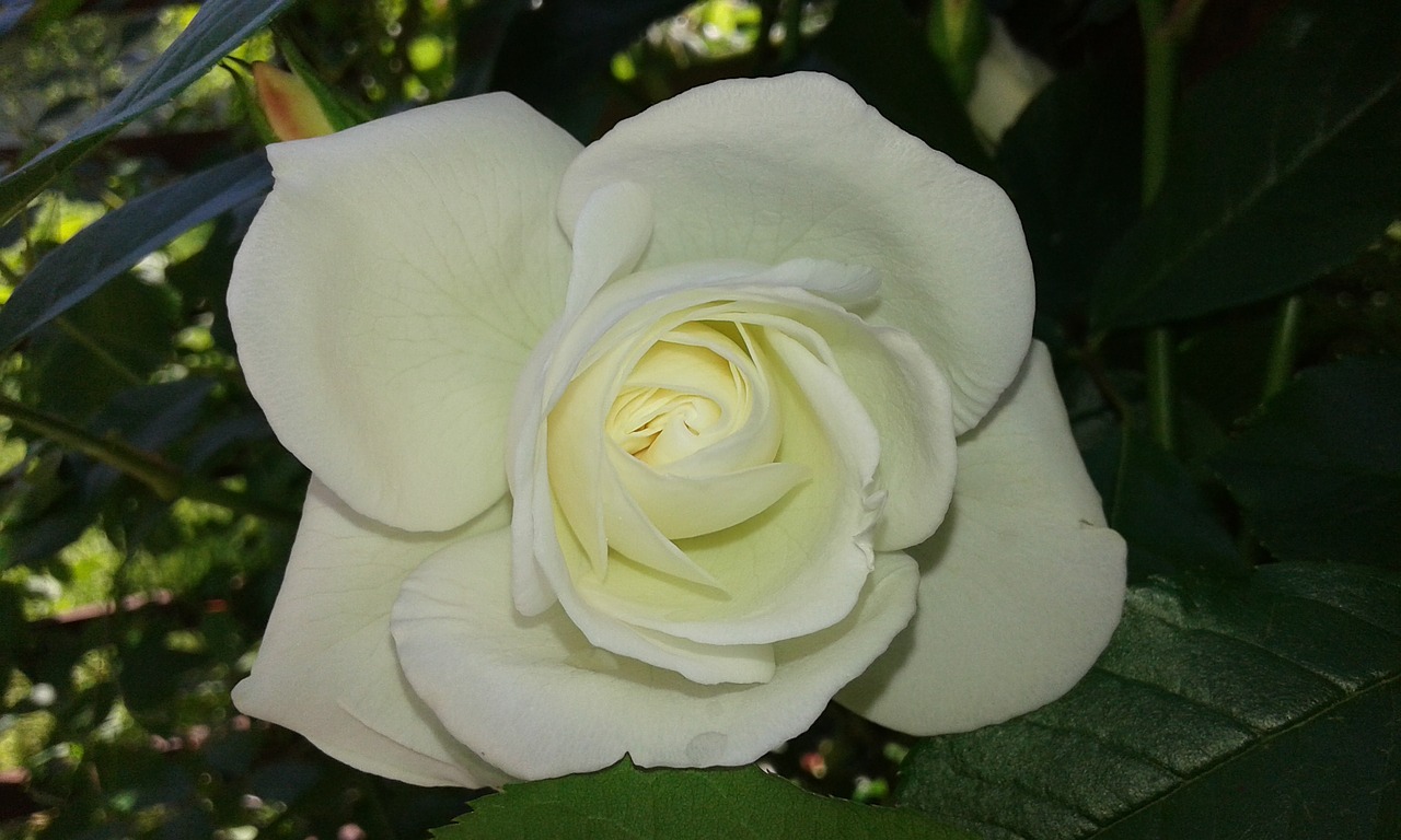 rose white flower free photo