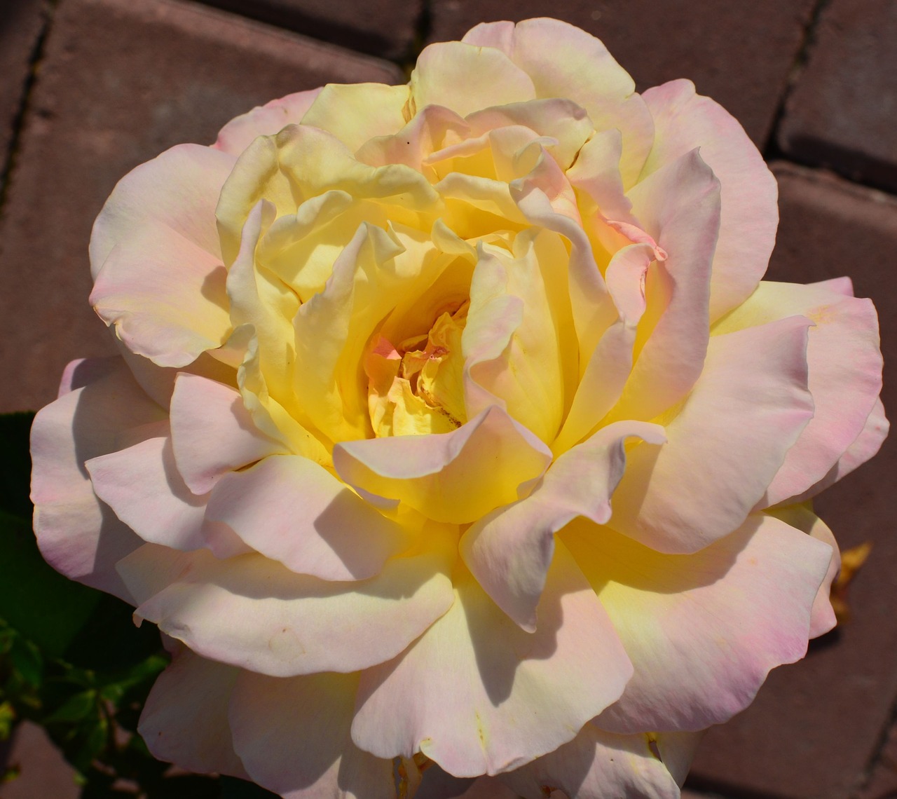 rose flower rose garden free photo