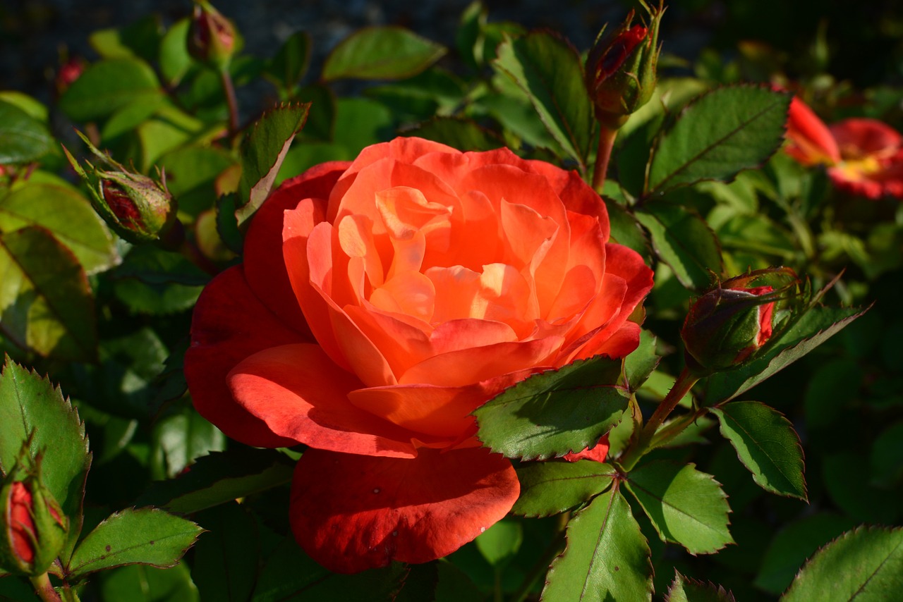 rose orange flower free photo