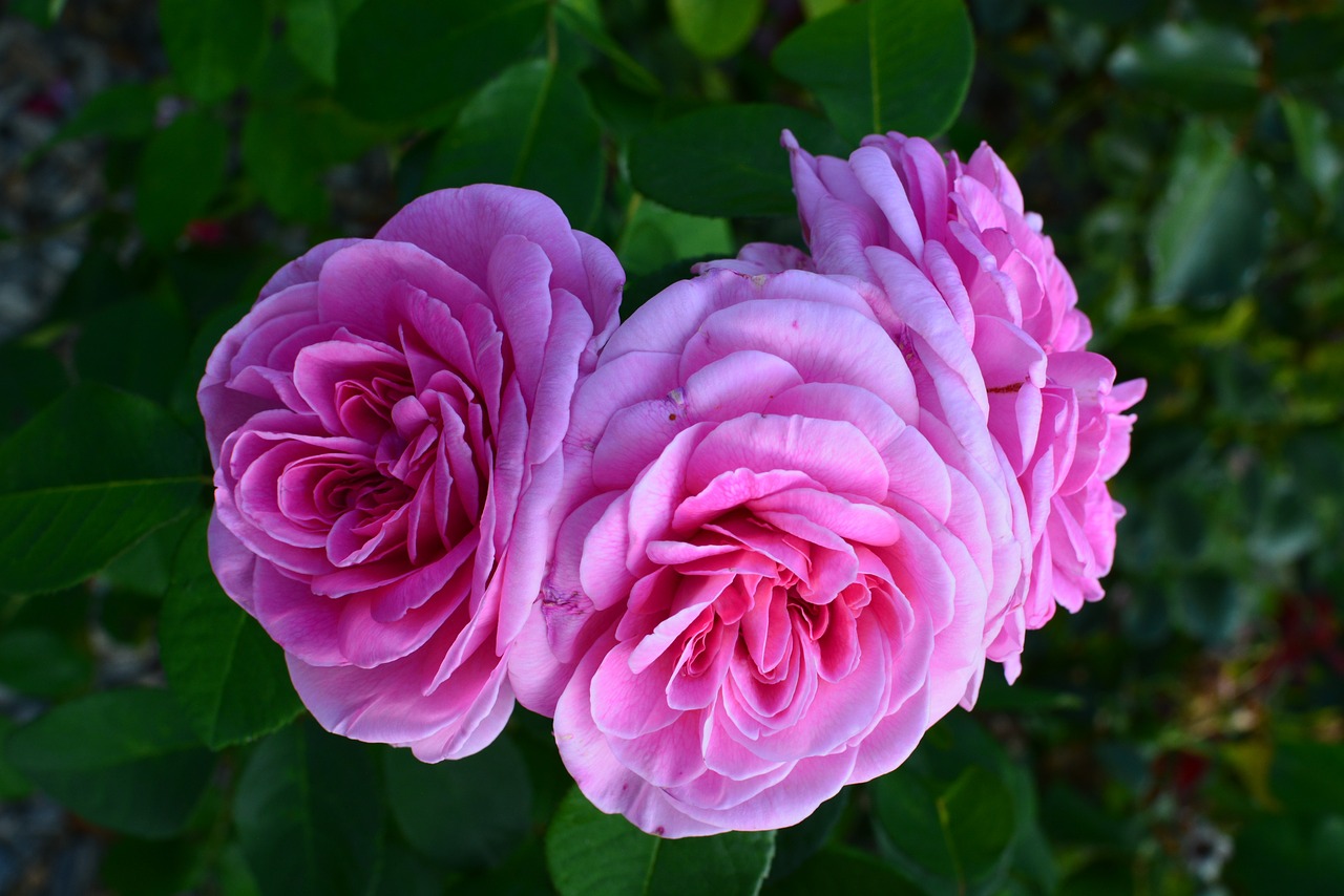 rose fragrant pink free photo