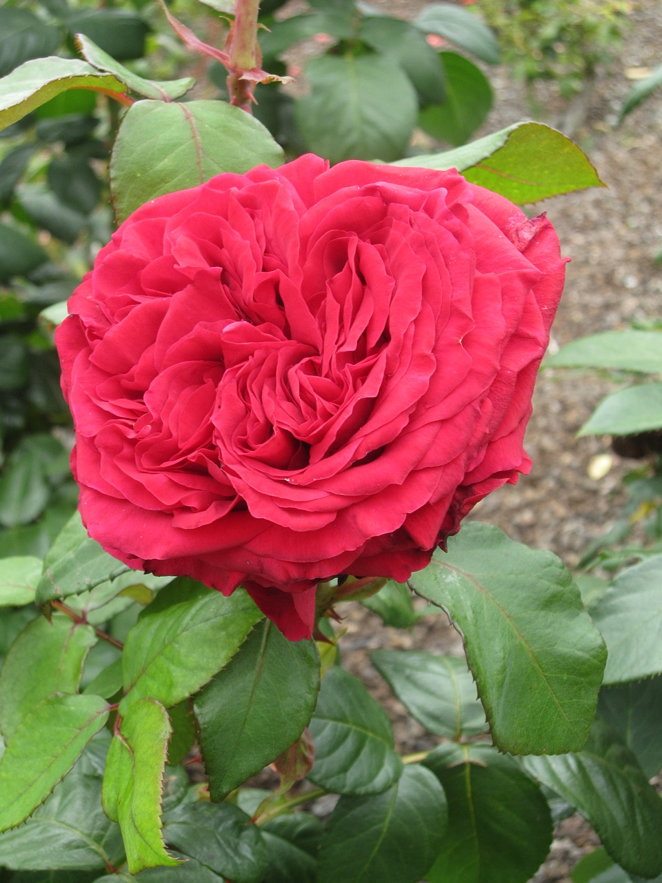 rose red plant free photo