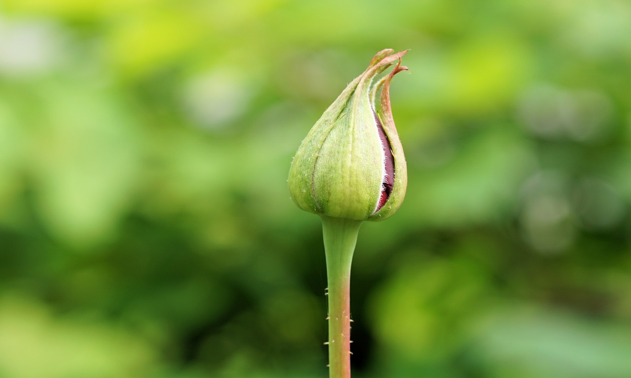 rose flower blossom free photo