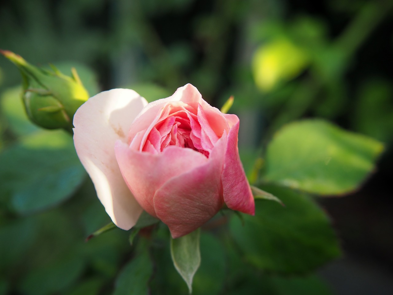 rose garden pink free photo