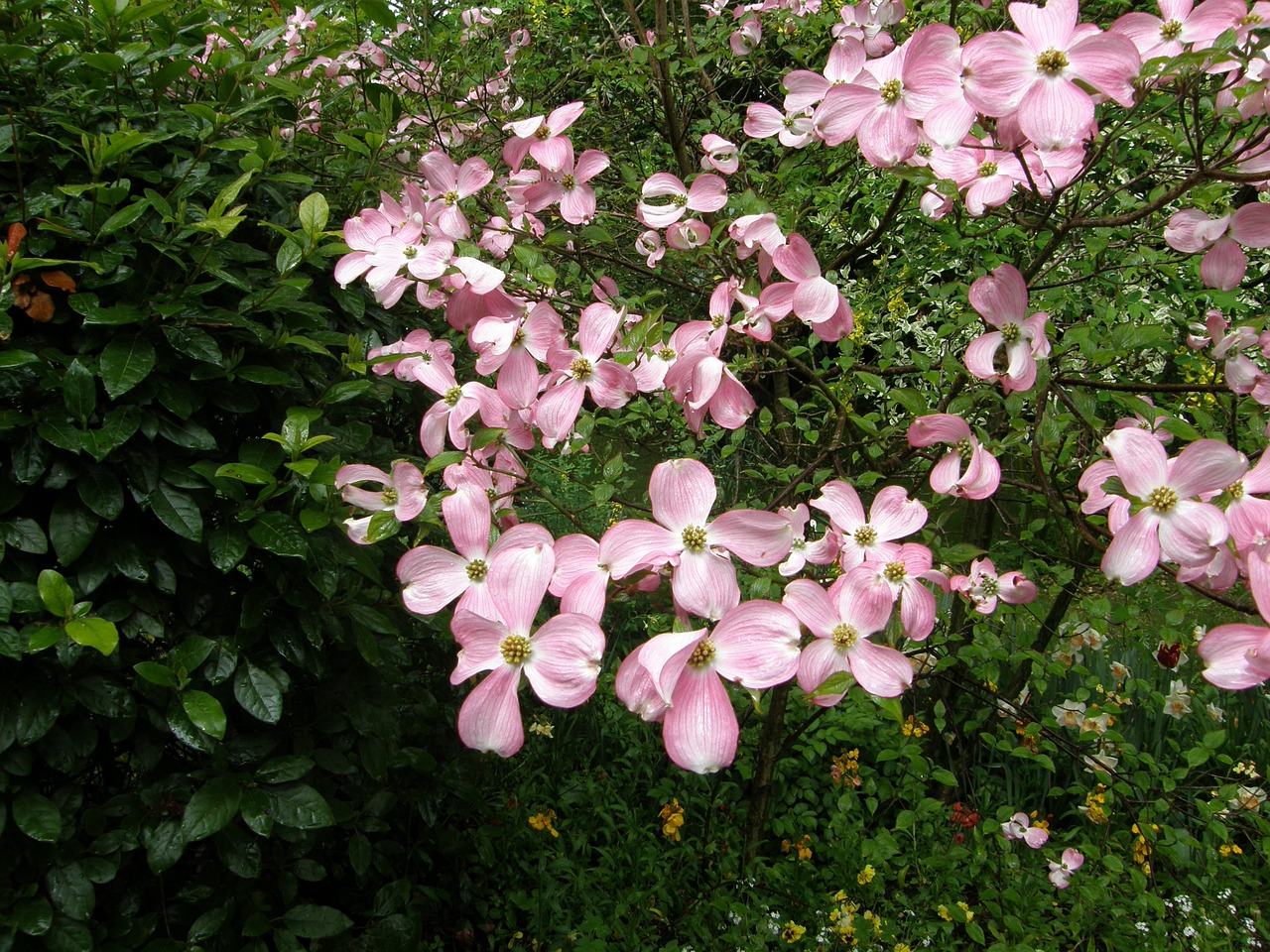 rose bloom flower free photo