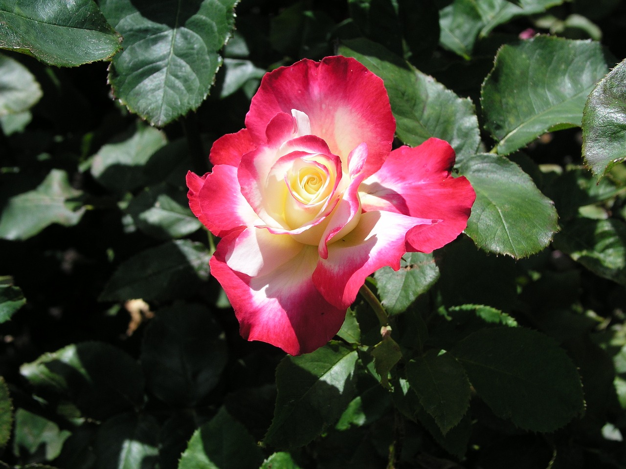 rose flower bloom free photo