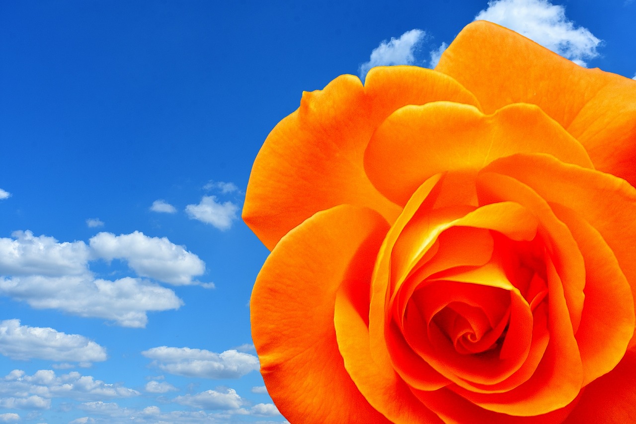 rose orange blossom free photo