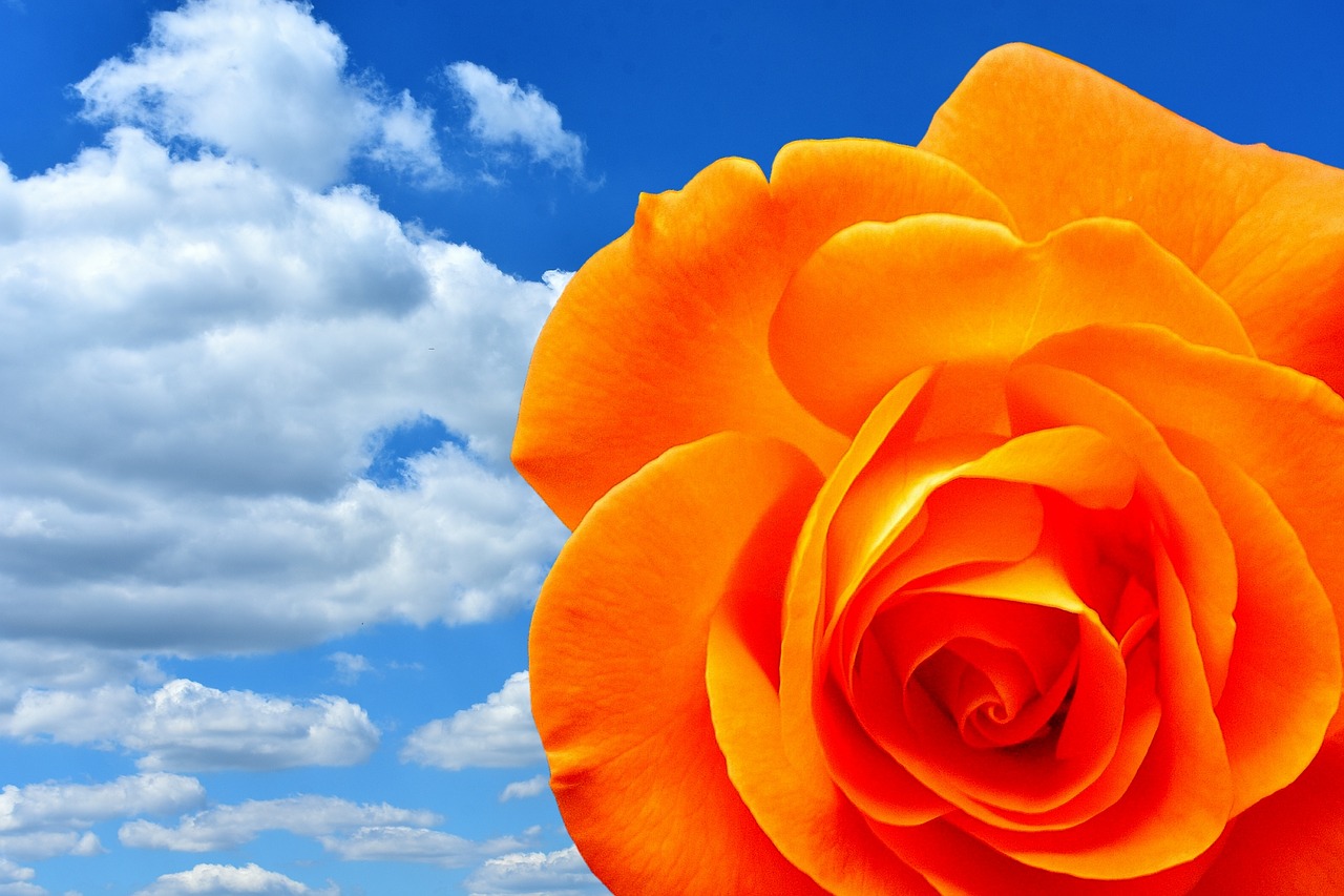 rose orange blossom free photo